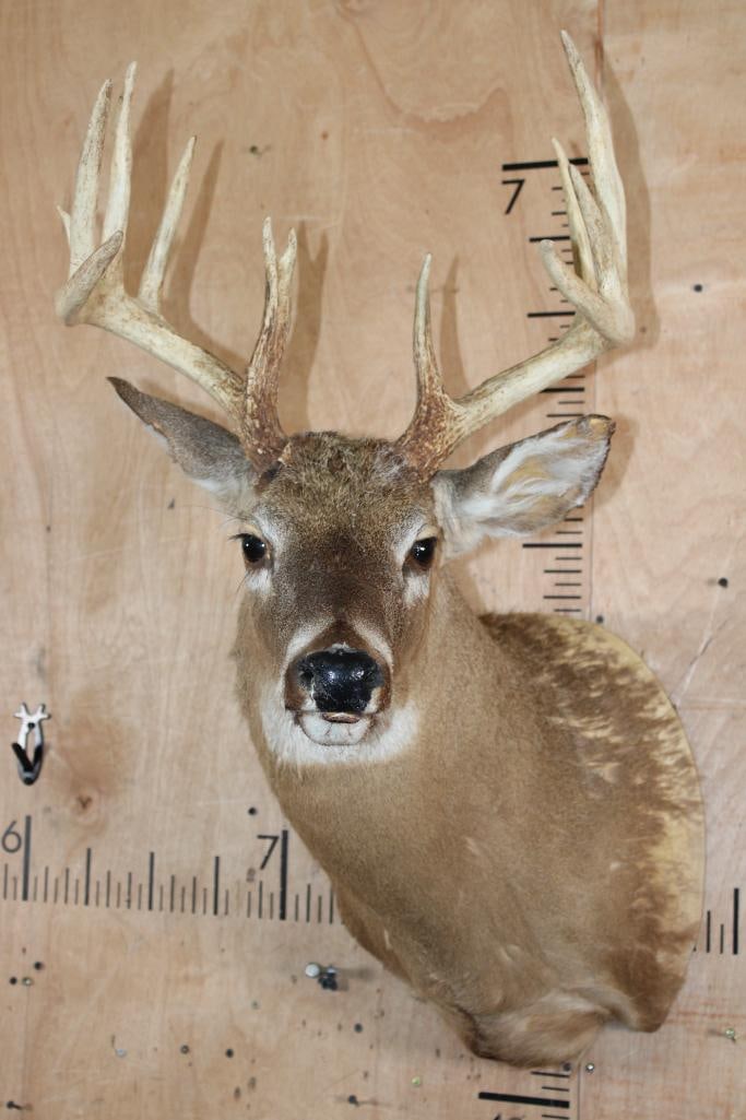 WHITETAIL DEER Shoulder Mount Taxidermy Form with a 12-Point Antler Rack: WHITETAIL DEER Shoulder Mount Taxidermy Form. It has a 12-Point Antler Rack with a 17.5" Spread. TAXIDERMY FORMS 