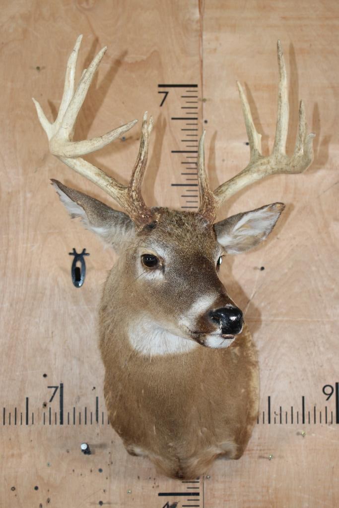 WHITETAIL DEER Shoulder Mount Taxidermy Form with a 12-Point Antler Rack - 2