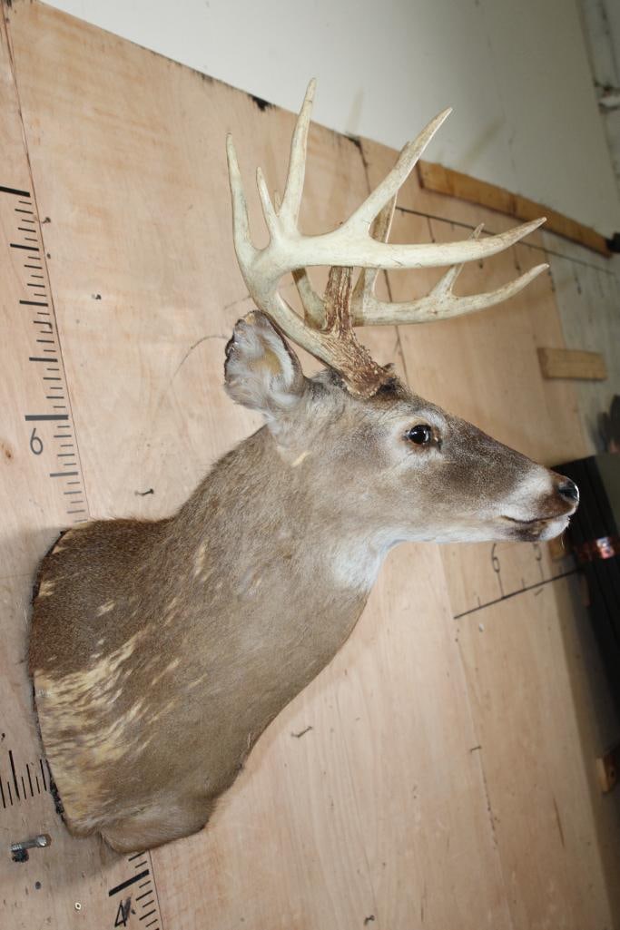 WHITETAIL DEER Shoulder Mount Taxidermy Form with a 12-Point Antler Rack - 3