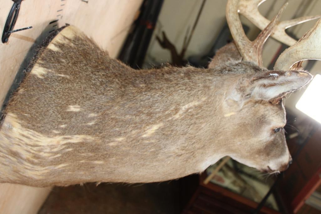 WHITETAIL DEER Shoulder Mount Taxidermy Form with a 12-Point Antler Rack - 4