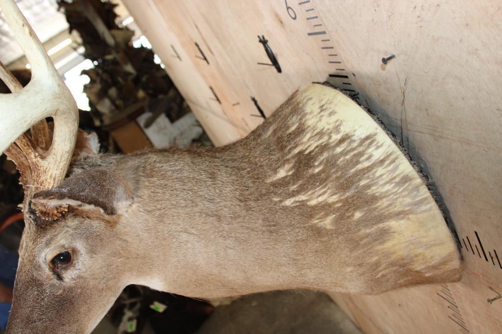WHITETAIL DEER Shoulder Mount Taxidermy Form with a 12-Point Antler Rack - 5