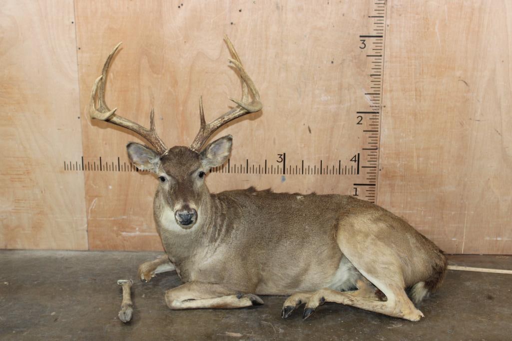 Life-sized Taxidermy Form (with a broken leg) and a Big 8-Point Antler Rack: Life-sized Taxidermy Form (with a broken leg). It has a Big 8-Point Antler Rack with a 21.5" Spread. TAXIDERMY FORMS 