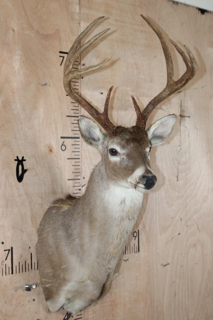 WHITETAIL DEER Shoulder Mount Taxidermy Form with a Tall 8-Point Antler Rack: WHITETAIL DEER Shoulder Mount Taxidermy Form. It has a Respectable Tall 8-Point Antler Rack with a 16 5/8" Spread. TAXIDERMY FORMS 