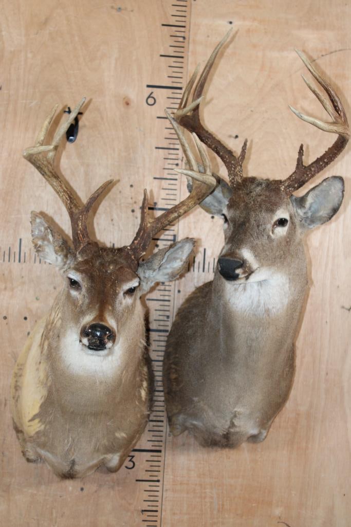 (2) WHITETAIL DEER Shoulder Mount Taxidermy Forms: 2 WHITETAIL DEER Shoulder Mount Taxidermy Forms. They both have 8-Point Antler Racks. TAXIDERMY FORMS 