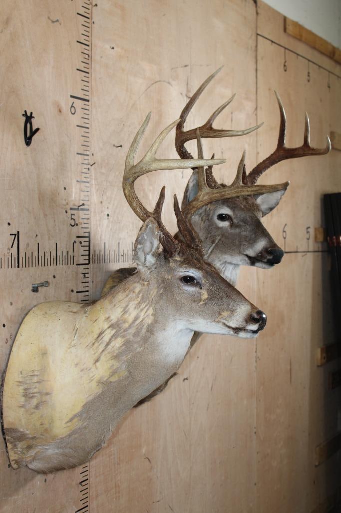 (2) WHITETAIL DEER Shoulder Mount Taxidermy Forms - 2