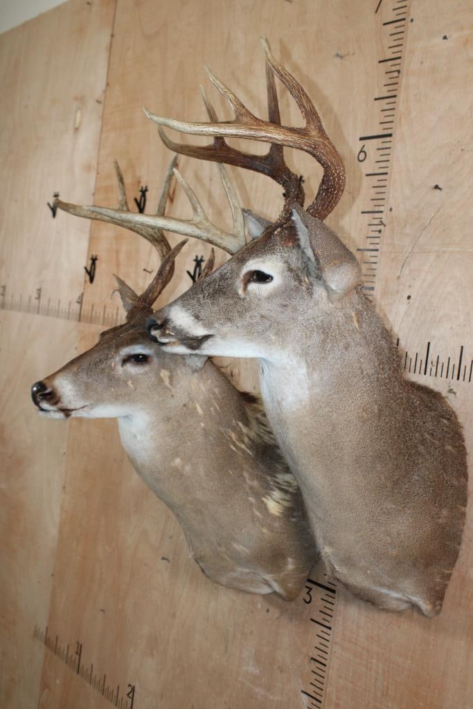 (2) WHITETAIL DEER Shoulder Mount Taxidermy Forms - 3