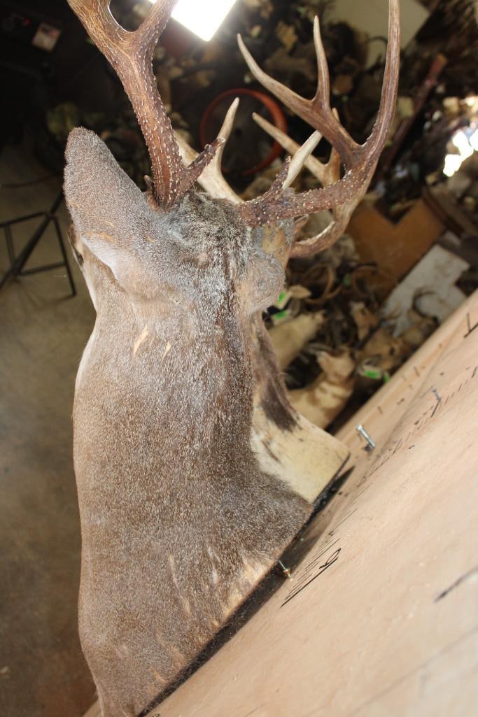 (2) WHITETAIL DEER Shoulder Mount Taxidermy Forms - 4