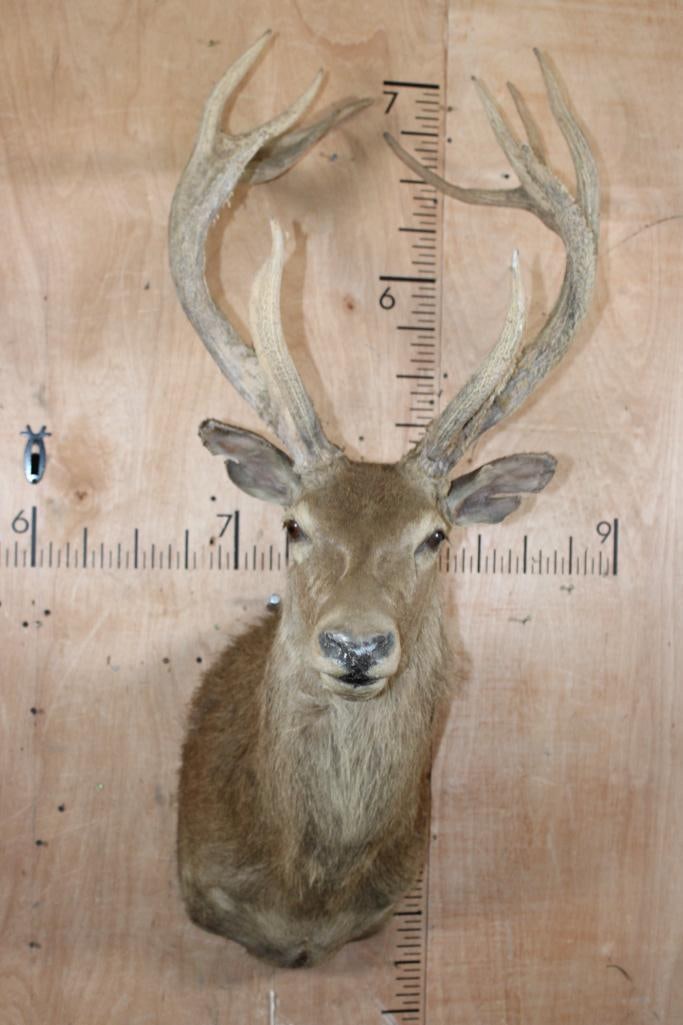 RED STAG Shoulder Mount Taxidermy Form (internal decapitation): RED STAG Shoulder Mount Taxidermy Form with a Nice 14-Point Antler Rack with a 22.5" Spread. It has internal decapitation, the skin is connecting it but the Form needs repair. TAXIDERMY FORMS 