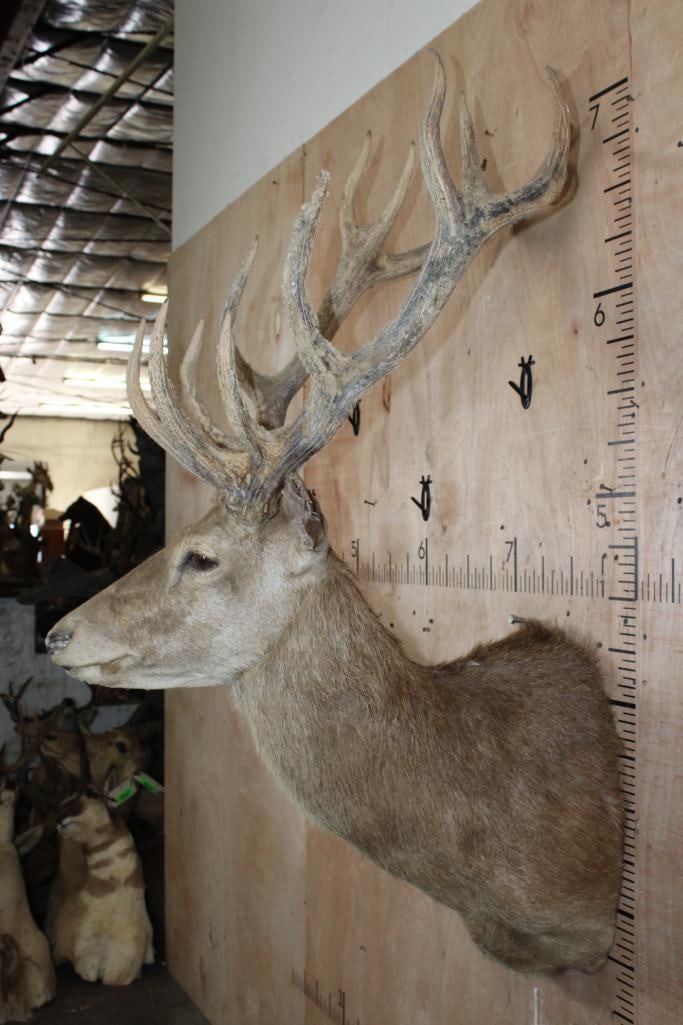 RED STAG Shoulder Mount Taxidermy Form (internal decapitation) - 2