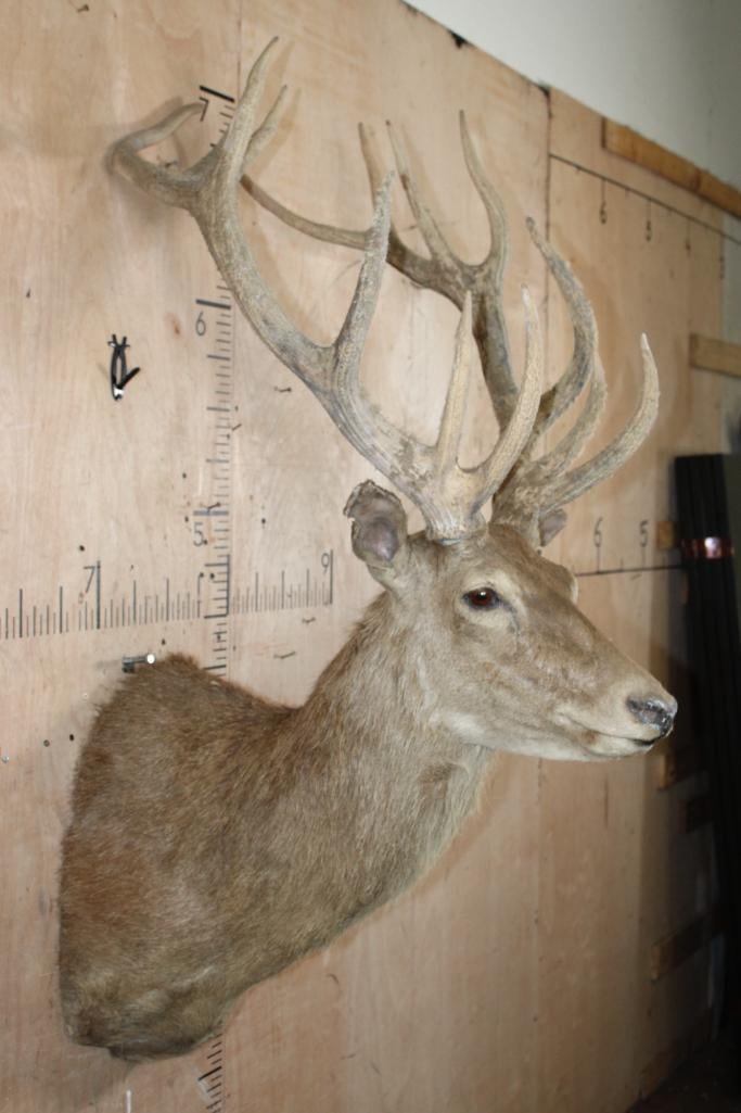 RED STAG Shoulder Mount Taxidermy Form (internal decapitation) - 3