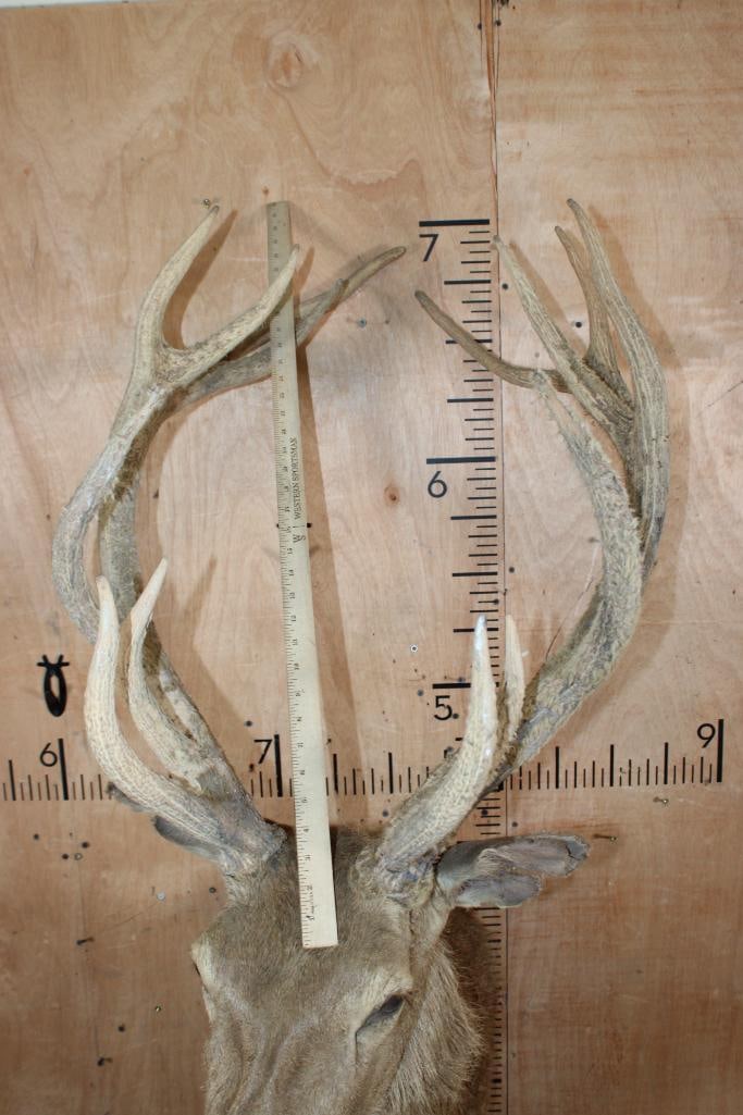 RED STAG Shoulder Mount Taxidermy Form (internal decapitation) - 4