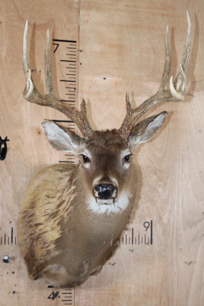 WHITETAIL Shoulder Mount Taxidermy Form with a 10-Point Antler Rack: WHITETAIL Shoulder Mount Taxidermy Form. It has a Big Respectable 10-Point Antler Rack with a 19 3/8" Spread. TAXIDERMY FORMS