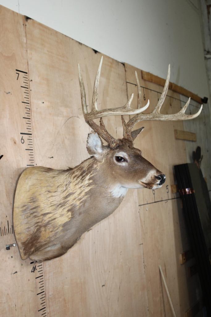 WHITETAIL Shoulder Mount Taxidermy Form with a 10-Point Antler Rack - 2