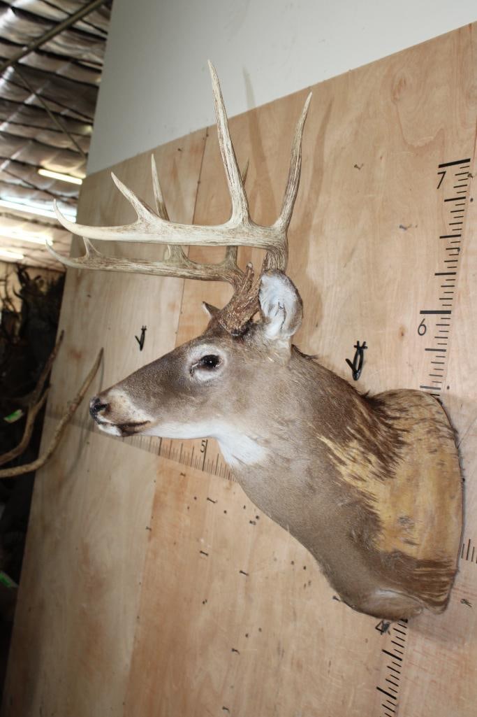 WHITETAIL Shoulder Mount Taxidermy Form with a 10-Point Antler Rack - 3