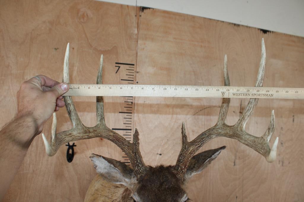 WHITETAIL Shoulder Mount Taxidermy Form with a 10-Point Antler Rack - 4