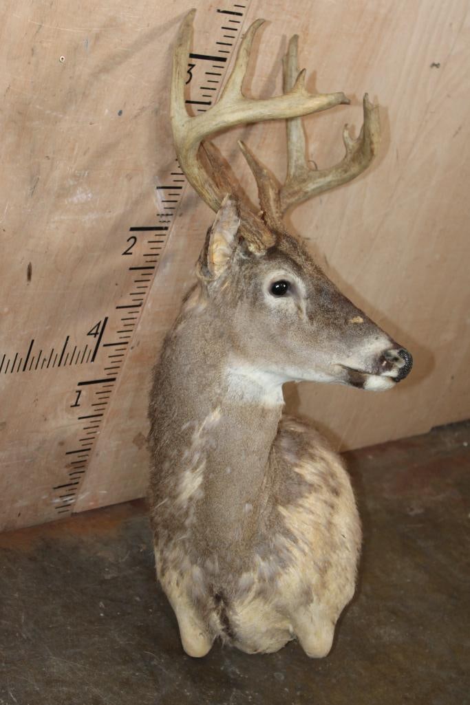 WHITETAIL DEER Pedestal Mount Taxidermy Form with a 10-Point Antler Rack - 2