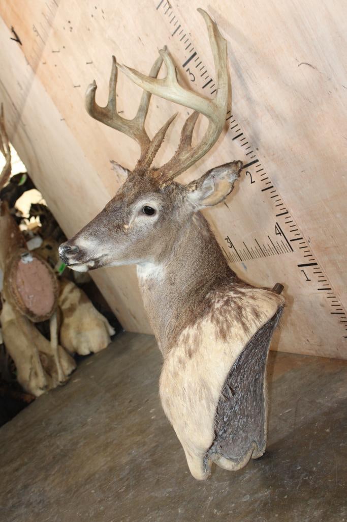 WHITETAIL DEER Pedestal Mount Taxidermy Form with a 10-Point Antler Rack - 3