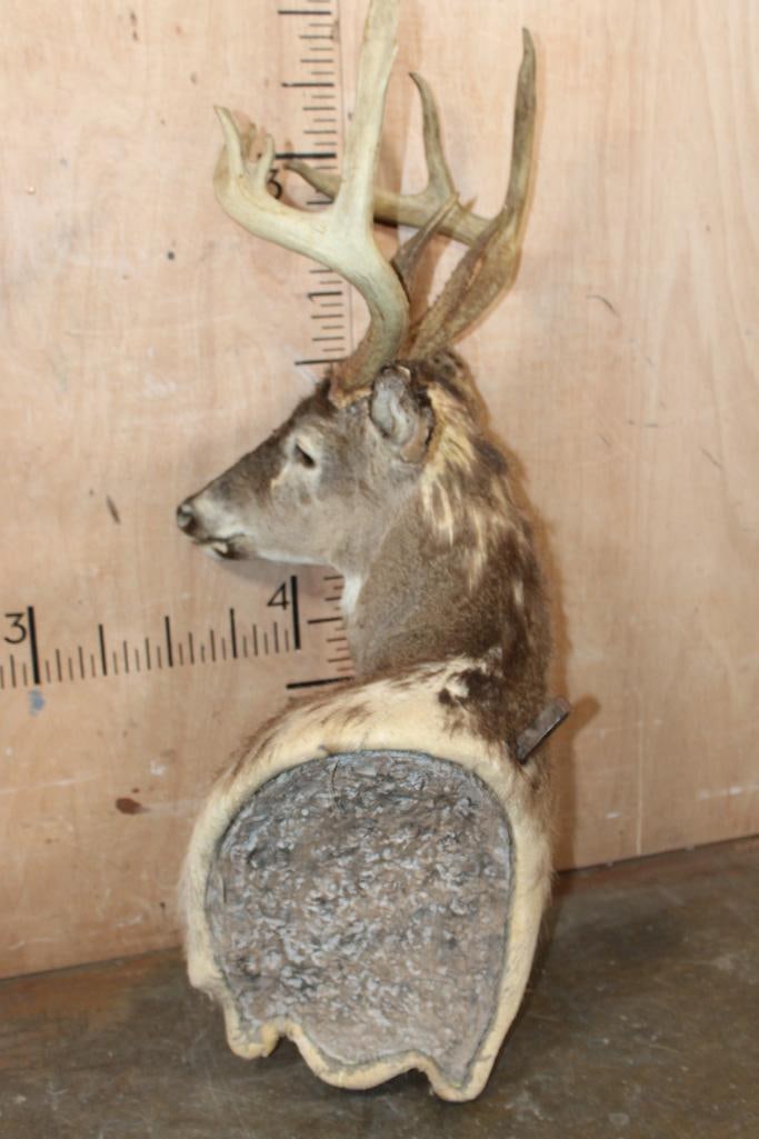 WHITETAIL DEER Pedestal Mount Taxidermy Form with a 10-Point Antler Rack - 4