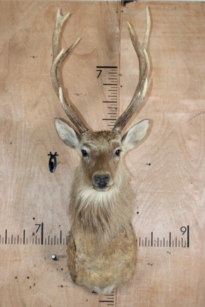 SIKA DEER Shoulder Mount Taxidermy Form with an XL 11-Point Antler Rack: SIKA DEER Shoulder Mount Taxidermy Form. It has an XL 11-Point Antler Rack with a 15" Spread. TAXIDERMY FORMS 