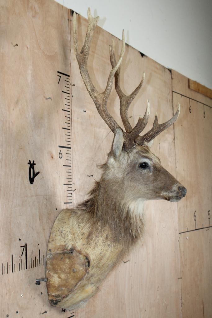 SIKA DEER Shoulder Mount Taxidermy Form with an XL 11-Point Antler Rack - 2