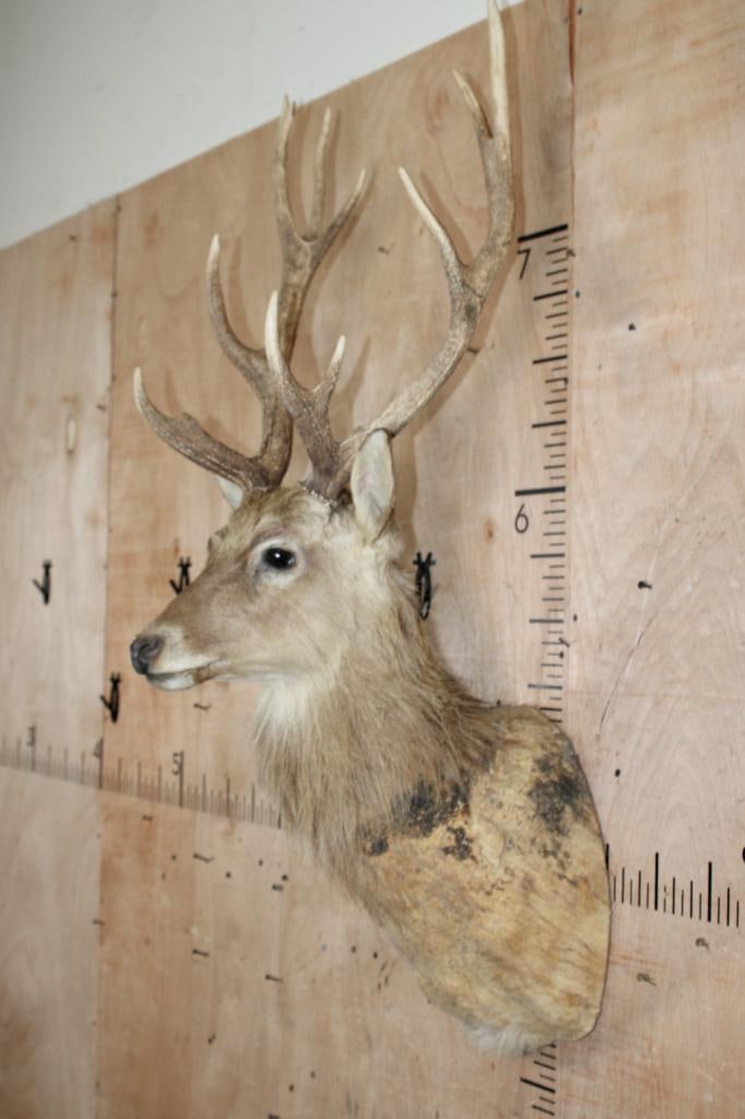 SIKA DEER Shoulder Mount Taxidermy Form with an XL 11-Point Antler Rack - 3