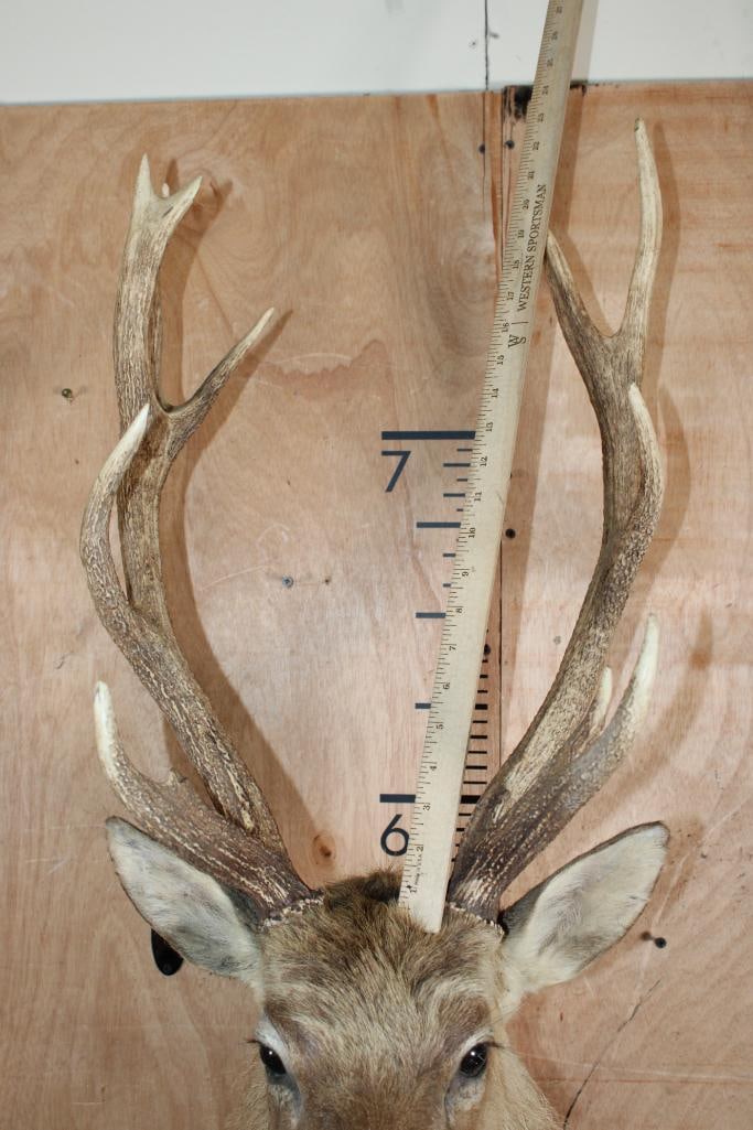 SIKA DEER Shoulder Mount Taxidermy Form with an XL 11-Point Antler Rack - 4