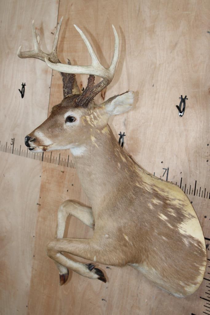 Half-body "Leaping" WHITETAIL DEER Taxidermy Form with an 8-Point Antler Rack - 2