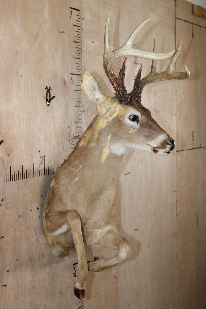 Half-body "Leaping" WHITETAIL DEER Taxidermy Form with an 8-Point Antler Rack - 3