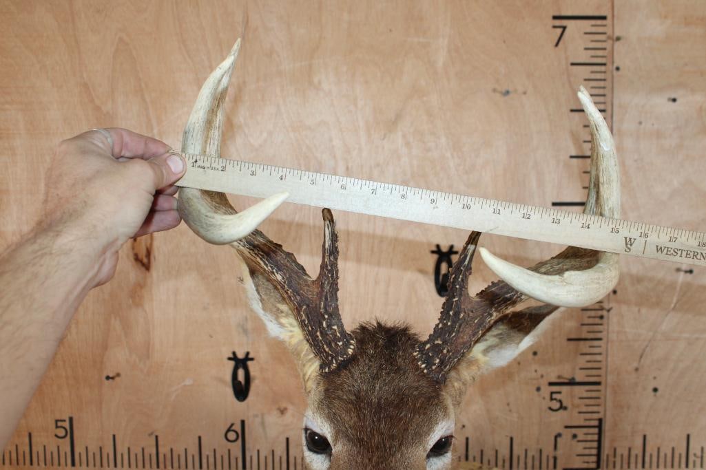 Half-body "Leaping" WHITETAIL DEER Taxidermy Form with an 8-Point Antler Rack - 4