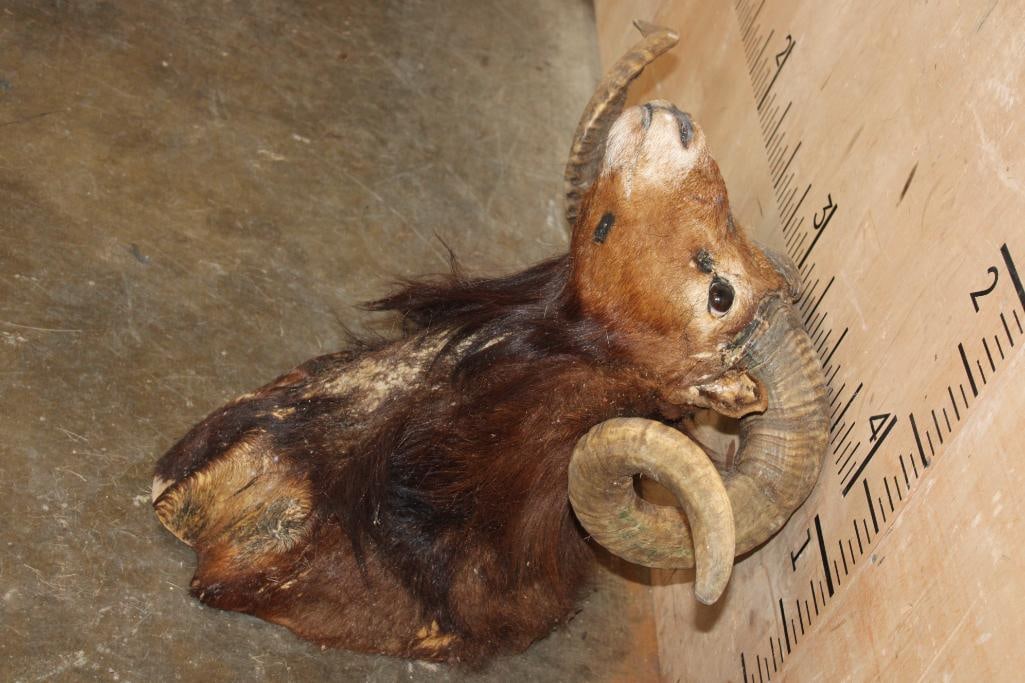 CORSICAN RAM Shoulder Mount Taxidermy Form with Horns - 2