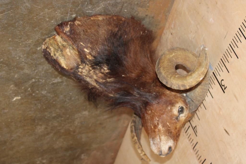 CORSICAN RAM Shoulder Mount Taxidermy Form with Horns - 3