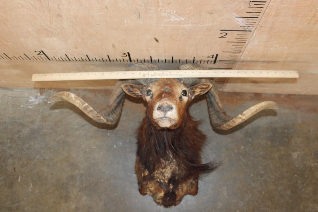 CORSICAN RAM Shoulder Mount Taxidermy Form with Horns - 4