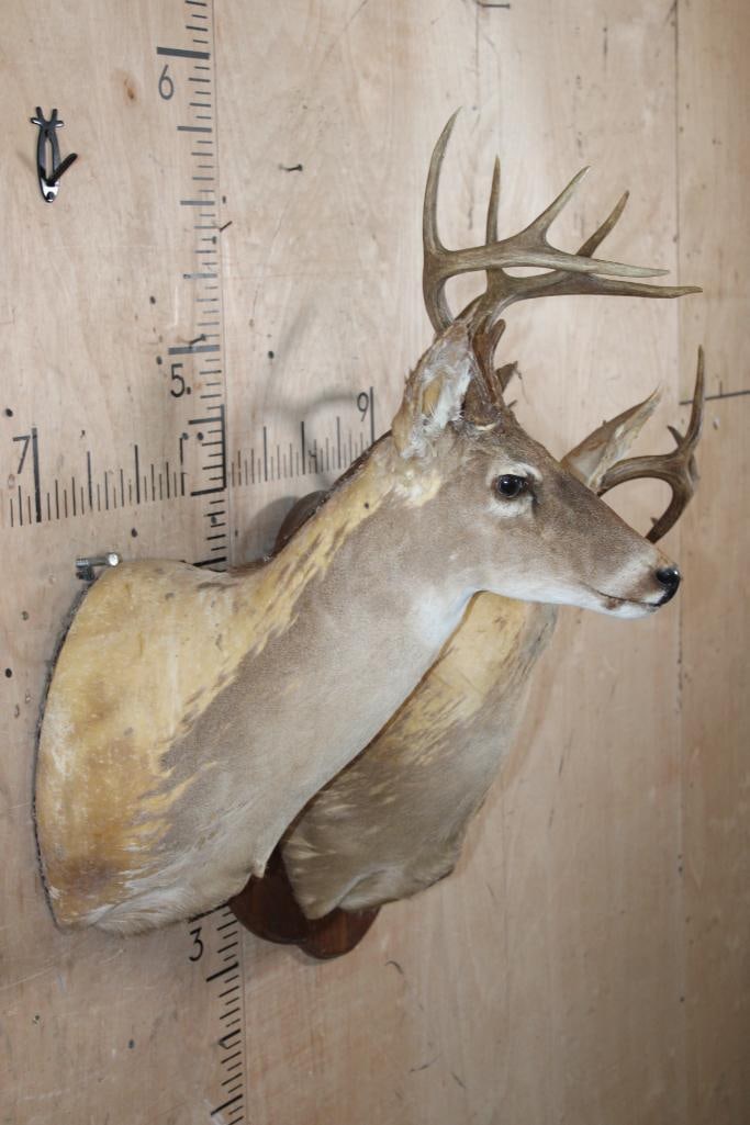 (2) WHITETAIL DEER Taxidermy Forms with Antlers - 2