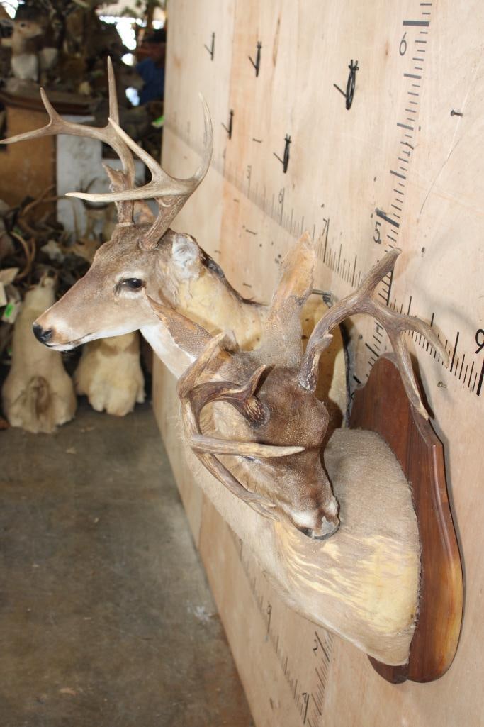 (2) WHITETAIL DEER Taxidermy Forms with Antlers - 3