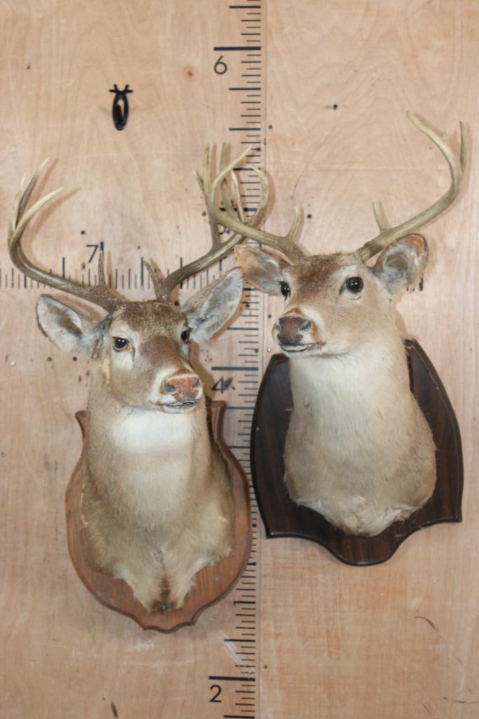 (2) WHITETAIL DEER Shoulder Mount Taxidermy Forms with Antler Racks on Plaques: 2 WHITETAIL DEER Shoulder Mount Taxidermy Forms. They have 8-Point and 7-Point Antler Racks and they are mounted on Wood Plaques. TAXIDERMY FORMS 