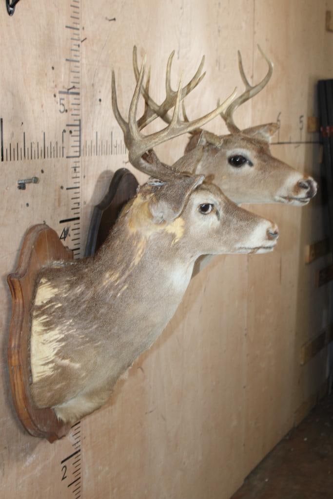 (2) WHITETAIL DEER Shoulder Mount Taxidermy Forms with Antler Racks on Plaques - 2