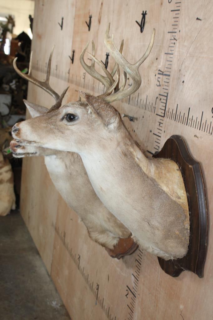 (2) WHITETAIL DEER Shoulder Mount Taxidermy Forms with Antler Racks on Plaques - 3