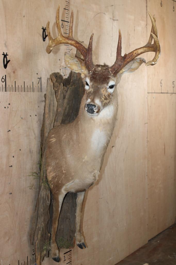 Half-body WHITETAIL DEER Taxidermy Form with an 11-Point Antler Rack: Half-body WHITETAIL DEER Taxidermy Form. It has a Nice 11-Point Antler Rack with a 21" Spread. TAXIDERMY FORMS 