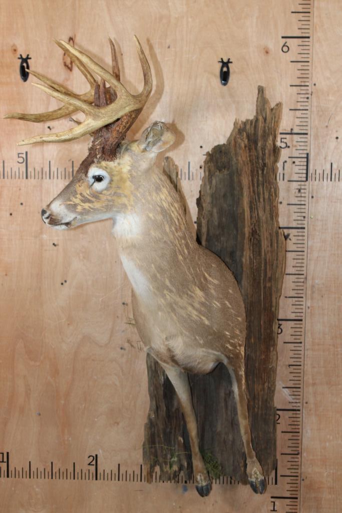 Half-body WHITETAIL DEER Taxidermy Form with an 11-Point Antler Rack - 2