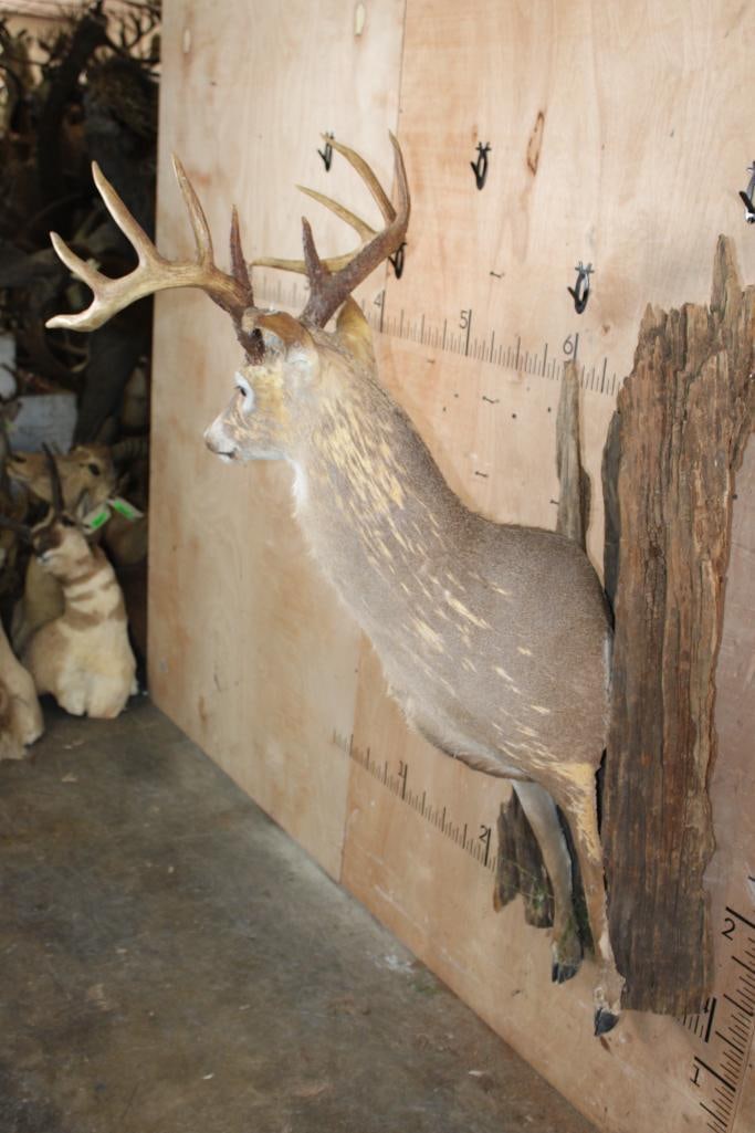 Half-body WHITETAIL DEER Taxidermy Form with an 11-Point Antler Rack - 3