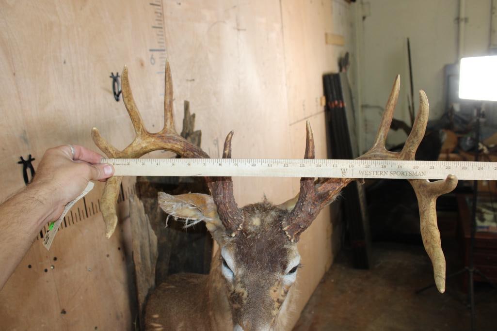 Half-body WHITETAIL DEER Taxidermy Form with an 11-Point Antler Rack - 4