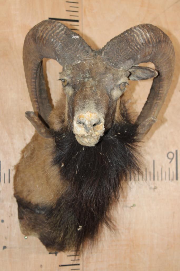 CORSICAN RAM Shoulder Mount Taxidermy Mount with the Horns: CORSICAN RAM Shoulder Mount Taxidermy Mount with the *Real* Horns. TAXIDERMY FORMS 