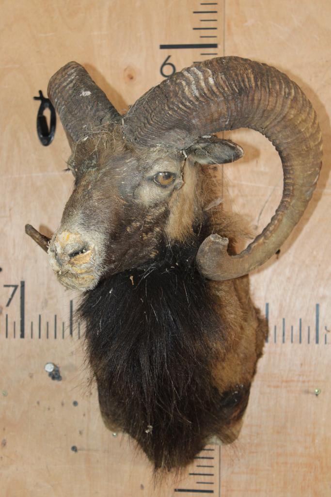 CORSICAN RAM Shoulder Mount Taxidermy Mount with the Horns - 2