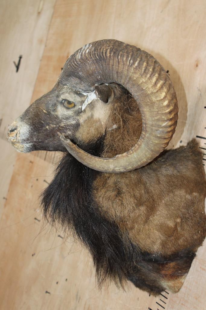 CORSICAN RAM Shoulder Mount Taxidermy Mount with the Horns - 3