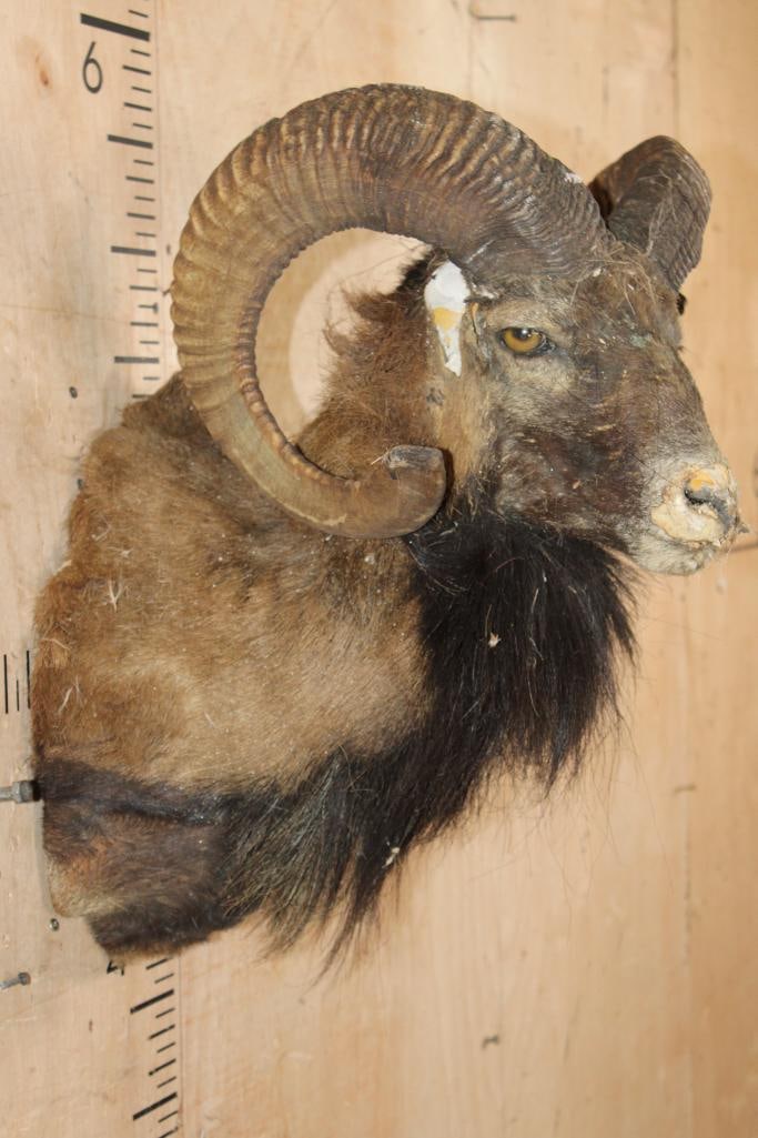 CORSICAN RAM Shoulder Mount Taxidermy Mount with the Horns - 4