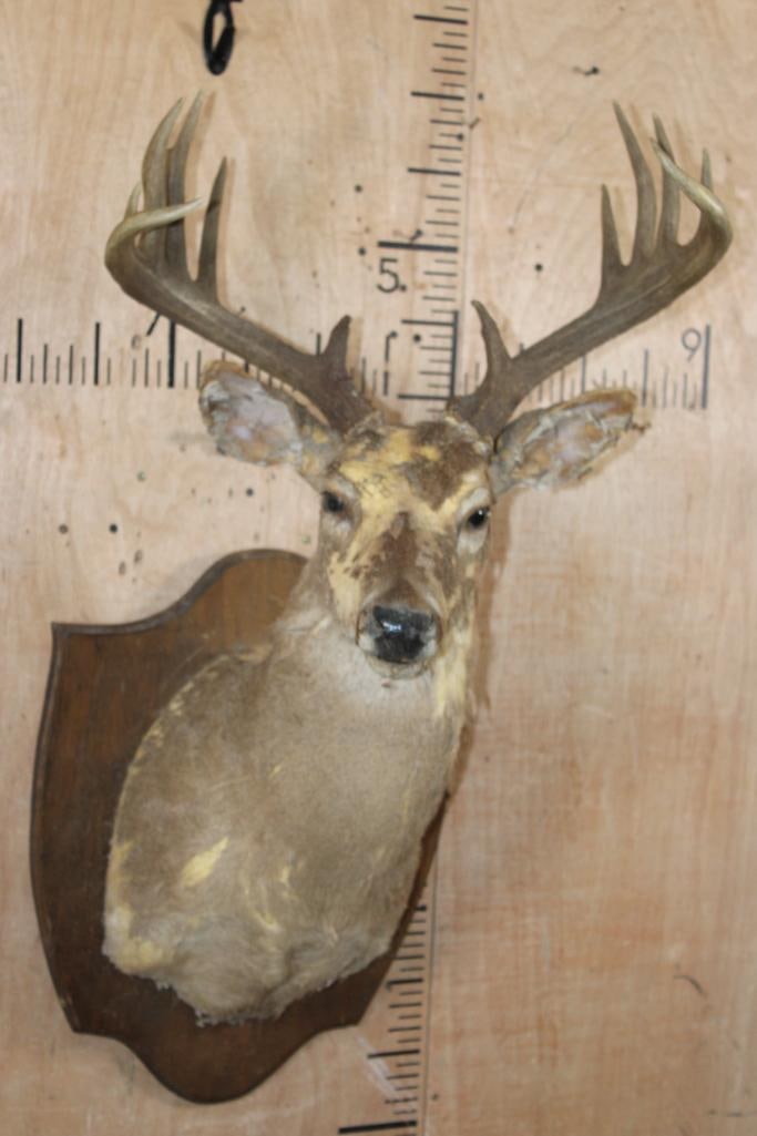 WHITETAIL DEER Taxidermy Form with a 12-Point Antler Rack and Mounted on a Wood Plaque: WHITETAIL DEER Taxidermy Form. It has a Nice 12-Point Antler Rack with a 20.5" Spread. It is mounted on a Wood Plaque. TAXIDERMY FORMS 