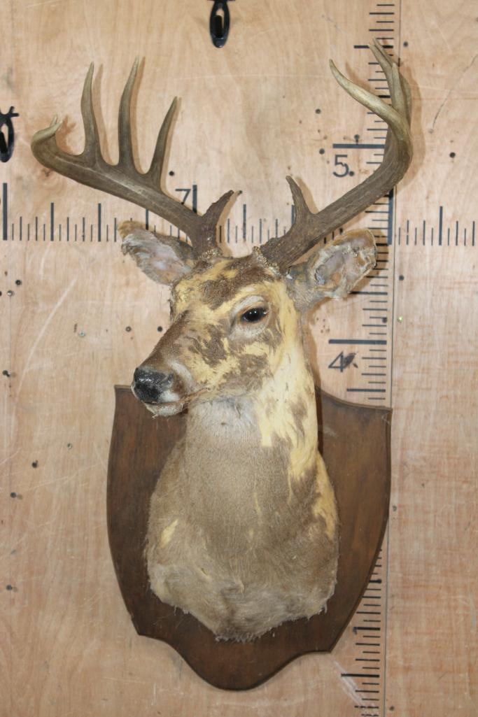 WHITETAIL DEER Taxidermy Form with a 12-Point Antler Rack and Mounted on a Wood Plaque - 2