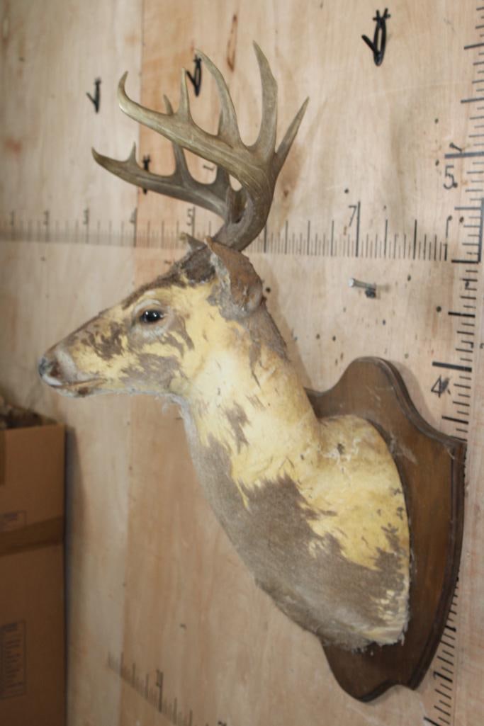 WHITETAIL DEER Taxidermy Form with a 12-Point Antler Rack and Mounted on a Wood Plaque - 3