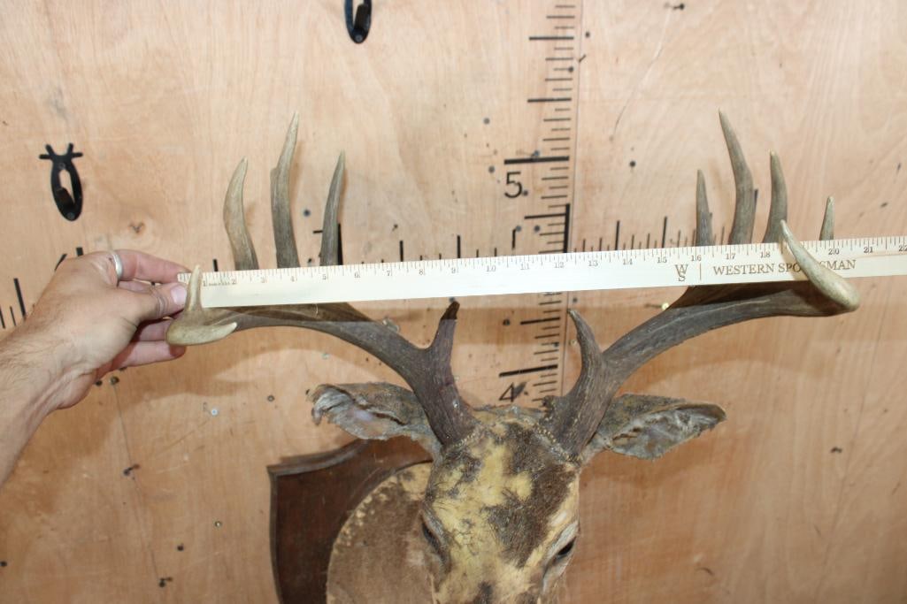 WHITETAIL DEER Taxidermy Form with a 12-Point Antler Rack and Mounted on a Wood Plaque - 4