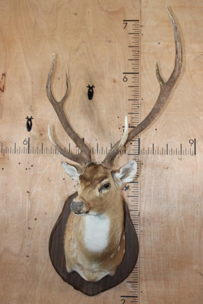 AXIS DEER Shoulder Mount Taxidermy Form with a Broken Skullcap and Mounted on a Wood Plaque - 2